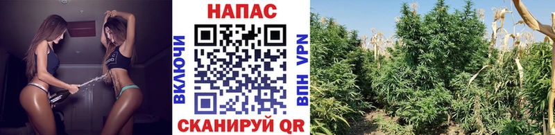 Марихуана план  Калязин 